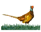 fazant.gif (5992 bytes)