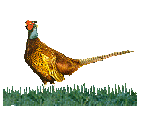 fazant.gif (5992 bytes)