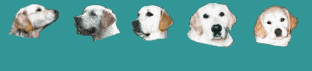 isselguest.gif (13033 bytes)