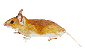 mice1.gif (2187 bytes)