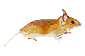 mice1.gif (2187 bytes)