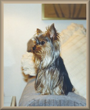 pooky1.jpg (24122 bytes)