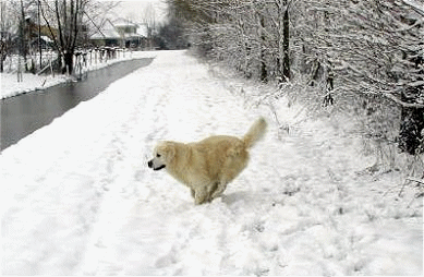 sneeuwfotoscott.gif (443394 bytes)