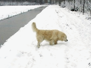 sneeuwfotoscott1.gif (288118 bytes)